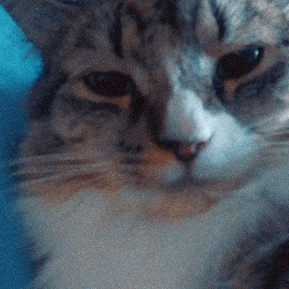 Meet your Posher, Bella